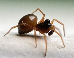 Pelecopsis mengei
