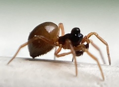 Pelecopsis mengei