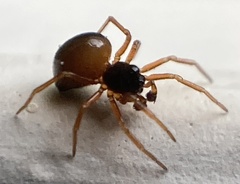Pelecopsis mengei