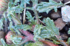Afroaster erucifolius