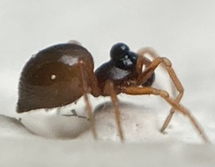 Pelecopsis mengei