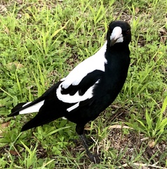 Gymnorhina tibicen dorsalis