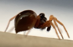 Pelecopsis mengei