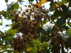Terminalia paniculata
