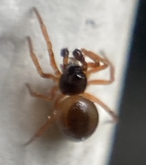 Pelecopsis mengei