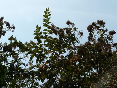 Terminalia paniculata