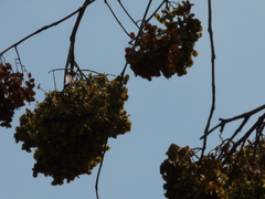 Terminalia paniculata
