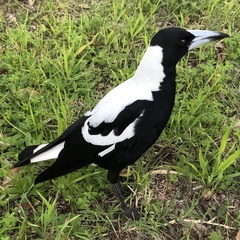 Gymnorhina tibicen dorsalis