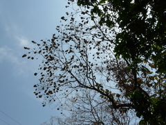 Terminalia paniculata