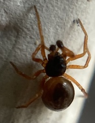 Pelecopsis mengei