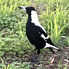 Gymnorhina tibicen dorsalis