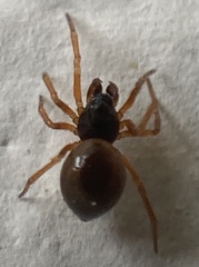 Pelecopsis mengei