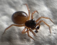 Pelecopsis mengei