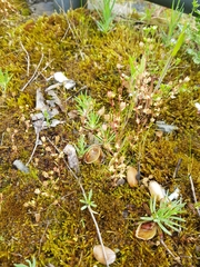 Saxifraga tridactylites