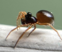 Pelecopsis mengei