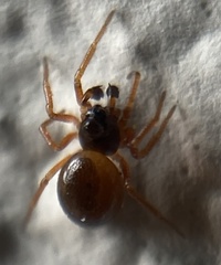 Pelecopsis mengei