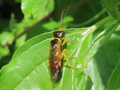 Pamphilius inanitus
