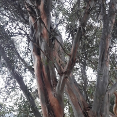 Eucalyptus steedmanii