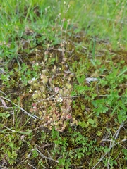 Saxifraga tridactylites