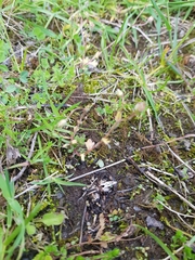 Saxifraga tridactylites