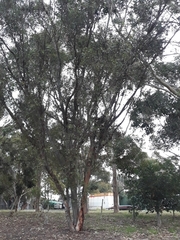 Eucalyptus steedmanii