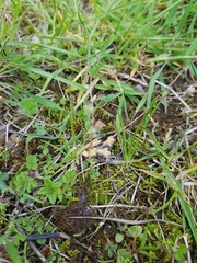 Saxifraga tridactylites
