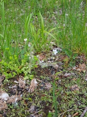 Saxifraga tridactylites