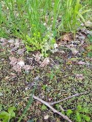 Saxifraga tridactylites