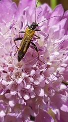 Oedemera simplex