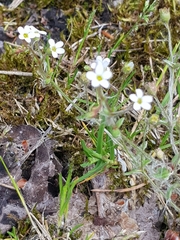 Saxifraga tridactylites
