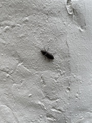 Selatosomus coreanus