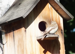 Ficedula hypoleuca