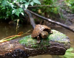 Sternotherus peltifer