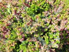 Erica carnea
