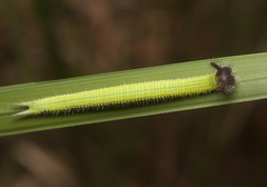 Melanitis leda bankia