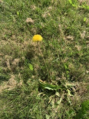 Taraxacum officinale