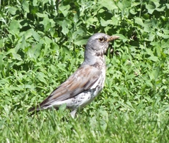 Turdus pilaris
