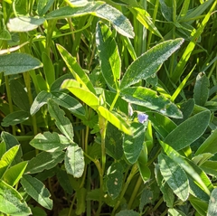 Trifolium medium