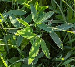 Trifolium medium