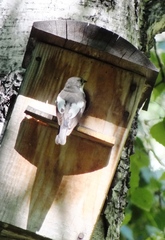Ficedula hypoleuca