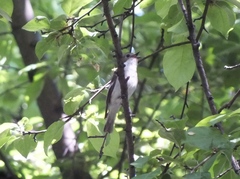 Ficedula hypoleuca