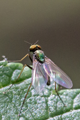 Chrysotus spectabilis