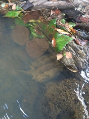 Macrochelys temminckii