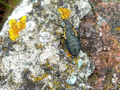 Arima marginata