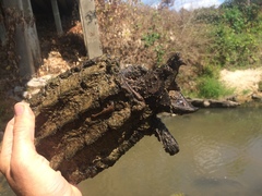 Macrochelys temminckii