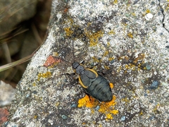 Arima marginata