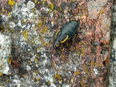Arima marginata