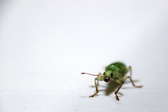 Pachyrhinus lethierryi