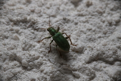 Pachyrhinus lethierryi