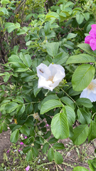 Rosa rugosa
